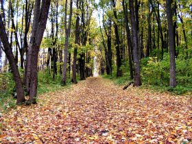 Центральный парк культуры и отдыха им. Белинского в Пензе. Фото Виктора Шамаева/Собкор®ru.