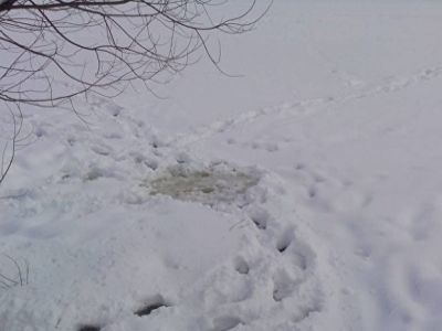 Прорубь в городе Буй. Фото: Алексей Осадчий