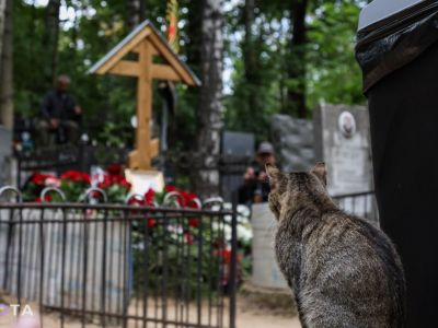 Кошка у могилы Евгения Пригожина, Санкт-Петербург, Пороховское кладбище, 29.08.23. Фото: t.me